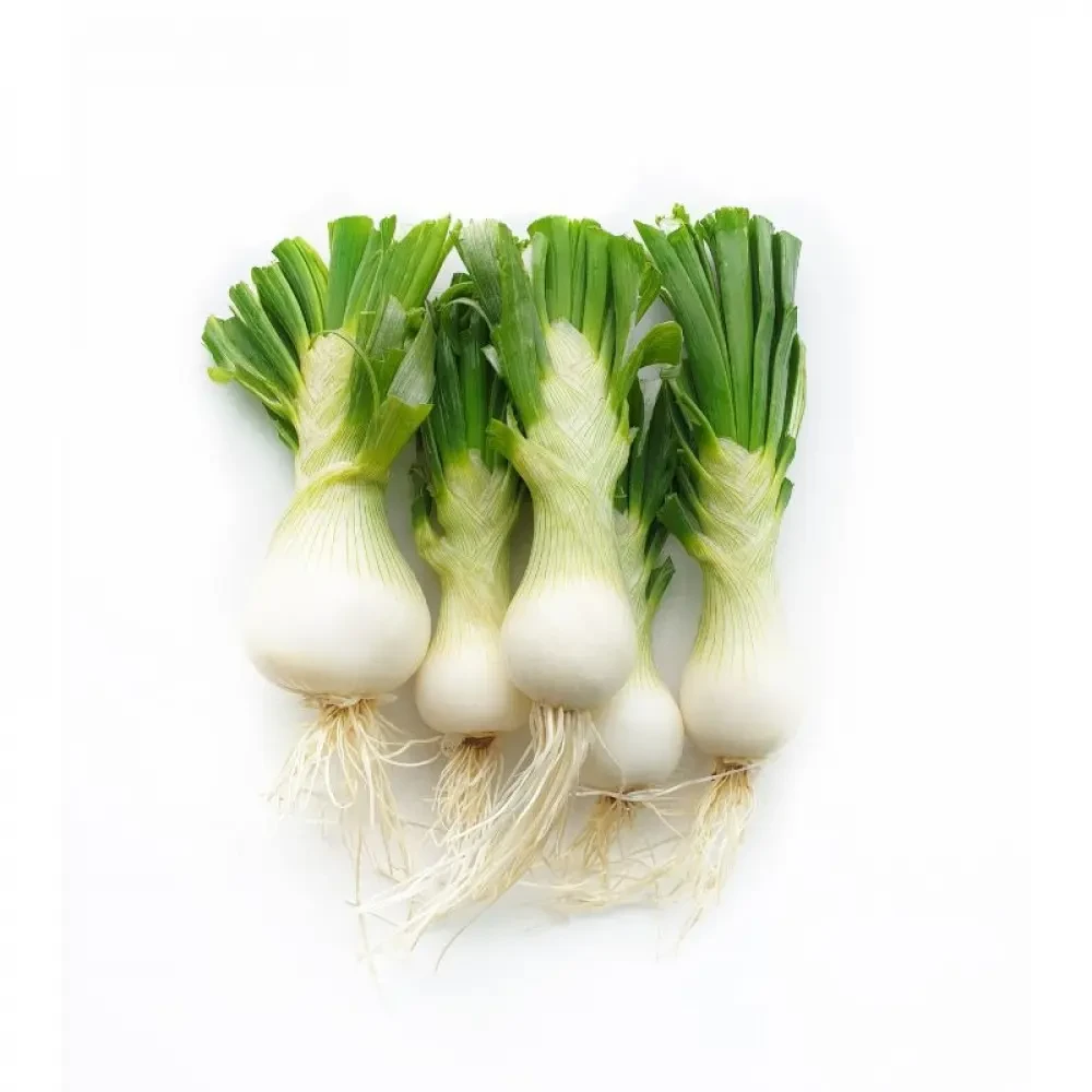 بصل اخضر